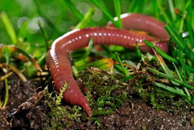 How to take care of earthworms in a terrarium