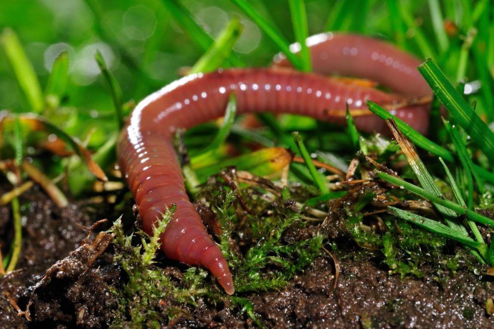 How to take care of earthworms in a terrarium