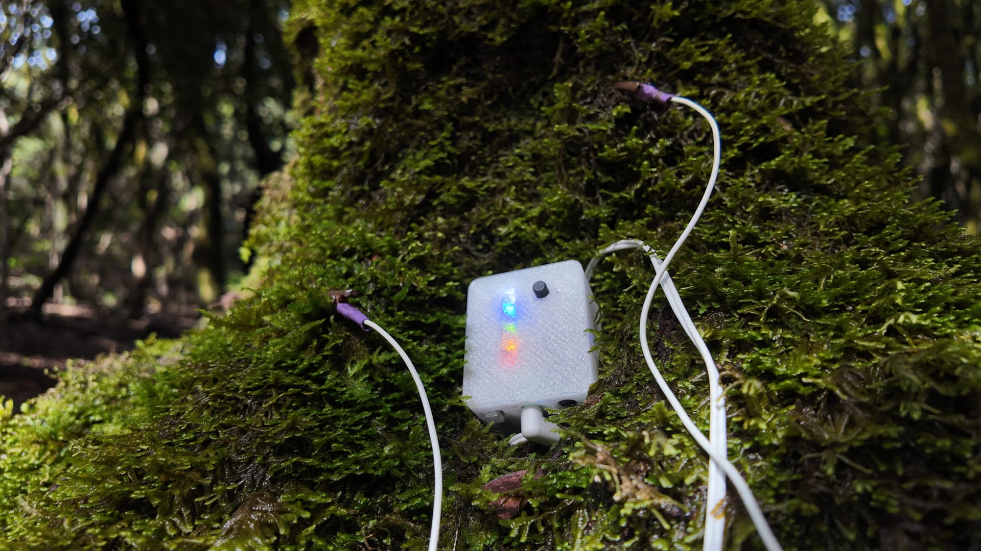 Creación artística con otros organismos